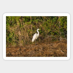 Great white heron in Shallotte Sticker